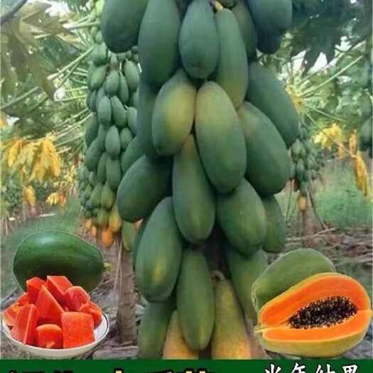灵山县红心水果木瓜苗