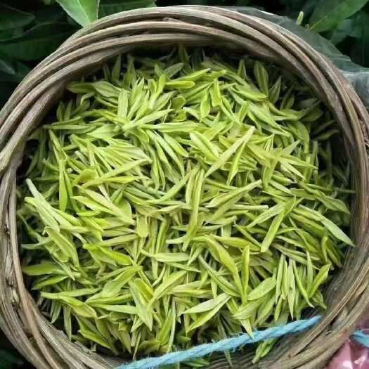  舒城小兰花
