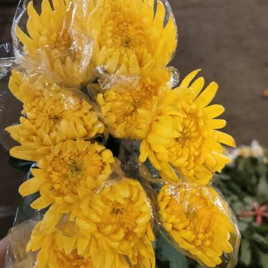 广州菊花白菊黄菊