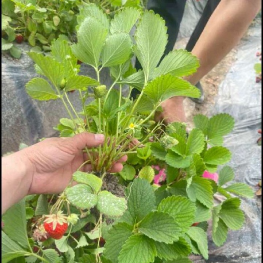 阿图什市草莓苗