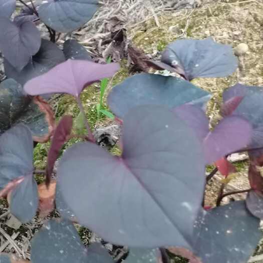 漳州紫薯叶食叶型地瓜叶红薯苗可盆栽可地栽阳台屋顶种植番薯叶苗叶菜