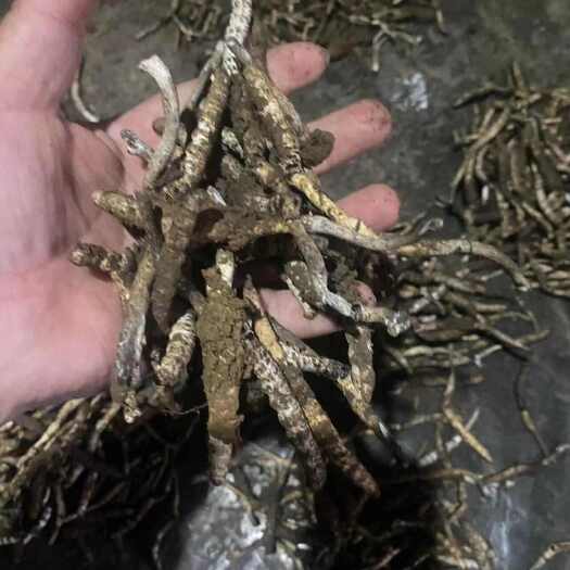 凤凰县虫草