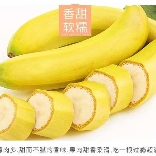 广东本地果园香蕉批发
