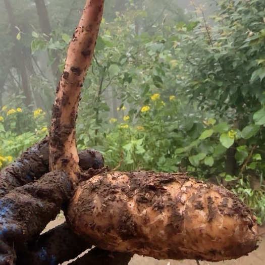彝良县（大果）小草坝乌天麻春麻高端品质
