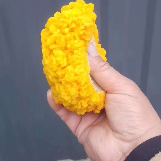  金耳