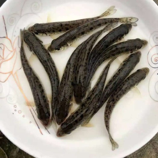 宜良县花骨鱼苗，价格优惠量大从优，可以送货上门。提供技术方面的支持