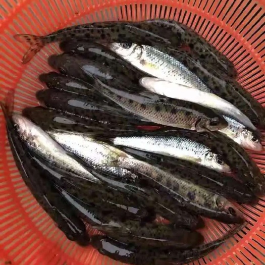 重庆市花骨鱼苗规格齐全价格优惠。量大可以送货上门。提供技术支持