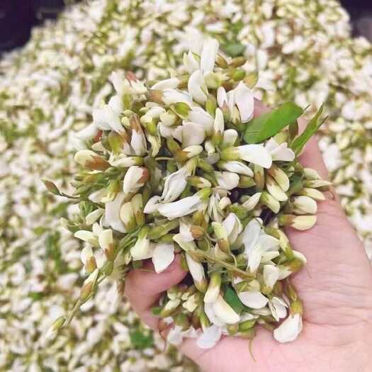 灵宝市当天采摘鲜洋槐花花骨朵，不开花，打冷加冰瓶