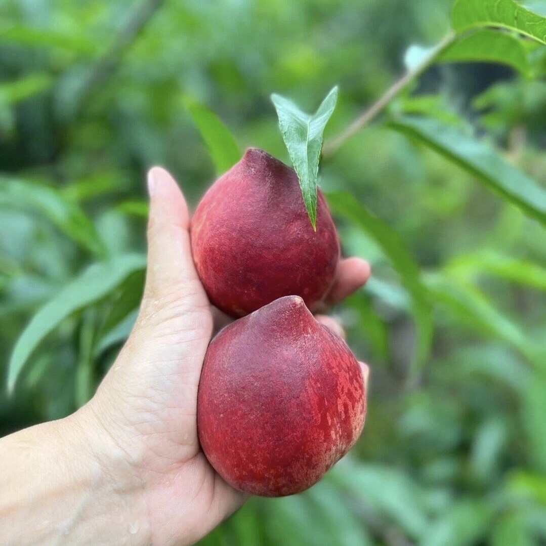 4月底現(xiàn)貨云南紅寶石蜜桃24年頭茬果包好吃整箱包郵