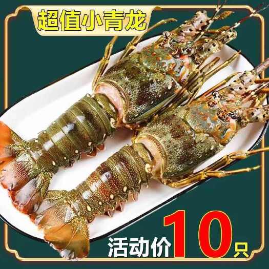 名厨华宴【20只小青龙虾】大龙虾 花龙波龙虾鲜活冷冻品龙虾