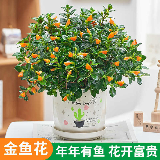 漳平市金鱼草加仑盆种植福建龙岩永福镇基地批发价保质保量原盆原土发货