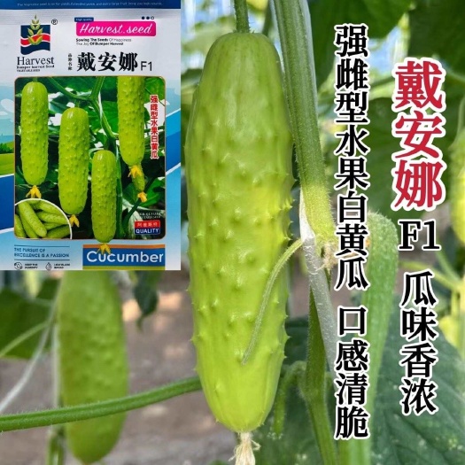 淮安戴安娜黄瓜种子强雌型水果白黄瓜种子瓜香味浓清脆白色水果黄瓜种