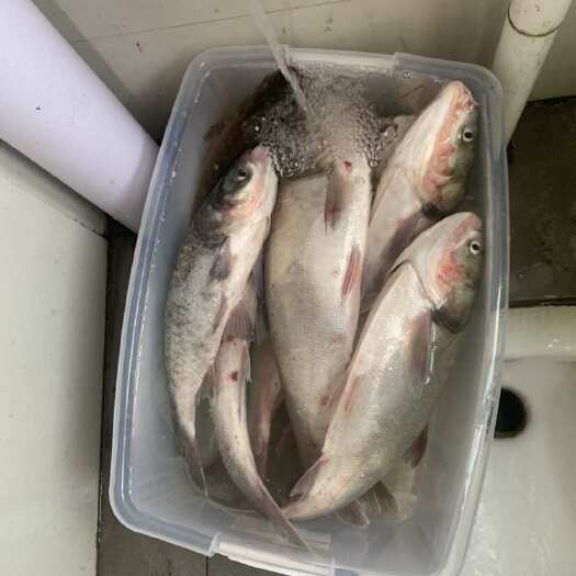  白鲢鱼
