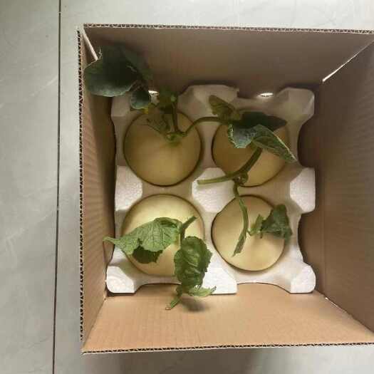 西安陕西阎良甜瓜大量上市了