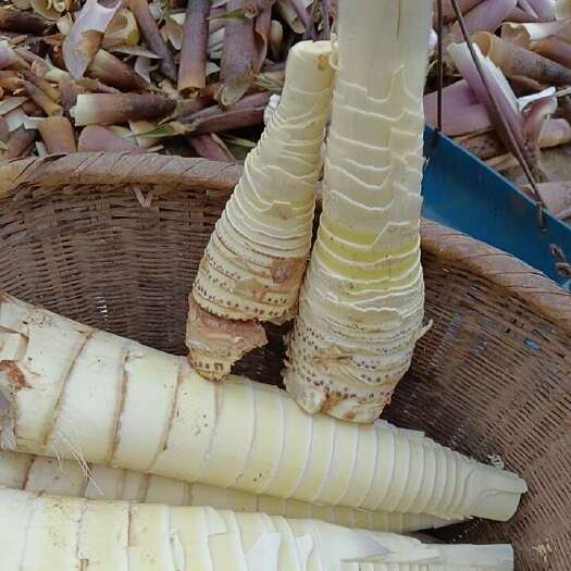 遂川县江西竹笋肉