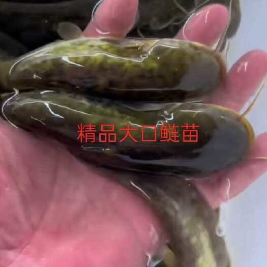 富顺县规格优质鱼苗