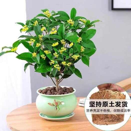 漳平市四季桂花盆栽树苗福建龙岩永福镇基地批发价保质保量原盆原土发货