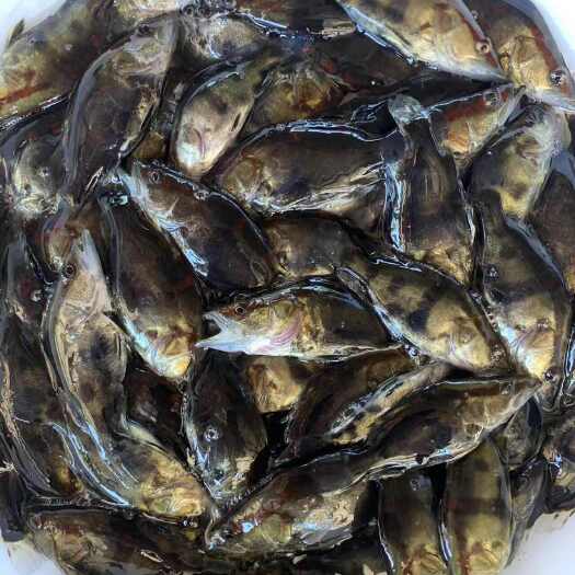博罗县桂花鱼苗     鳜鱼苗