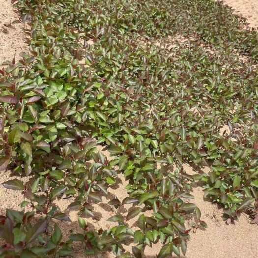 甜茶海棠，八棱海棠，山丁子，苹果砧木可嫁接新品种苹果苗