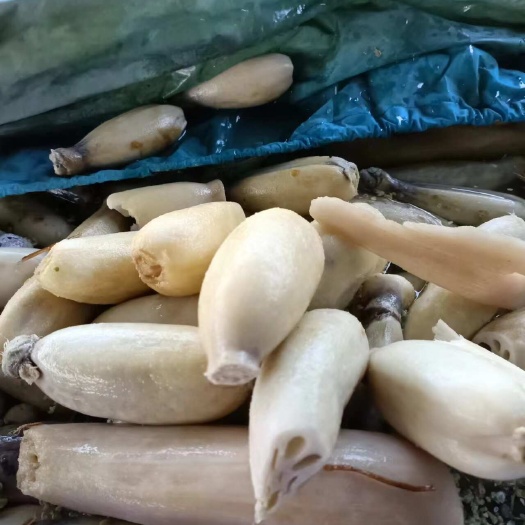 临沂藕片（腌制半成品）