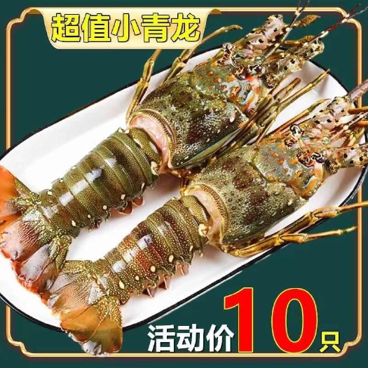 活动中【抢10只大龙虾】小青龙虾鲜活冻品花龙波龙虾