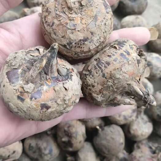 贺州水果马蹄，红皮，甜度口感好