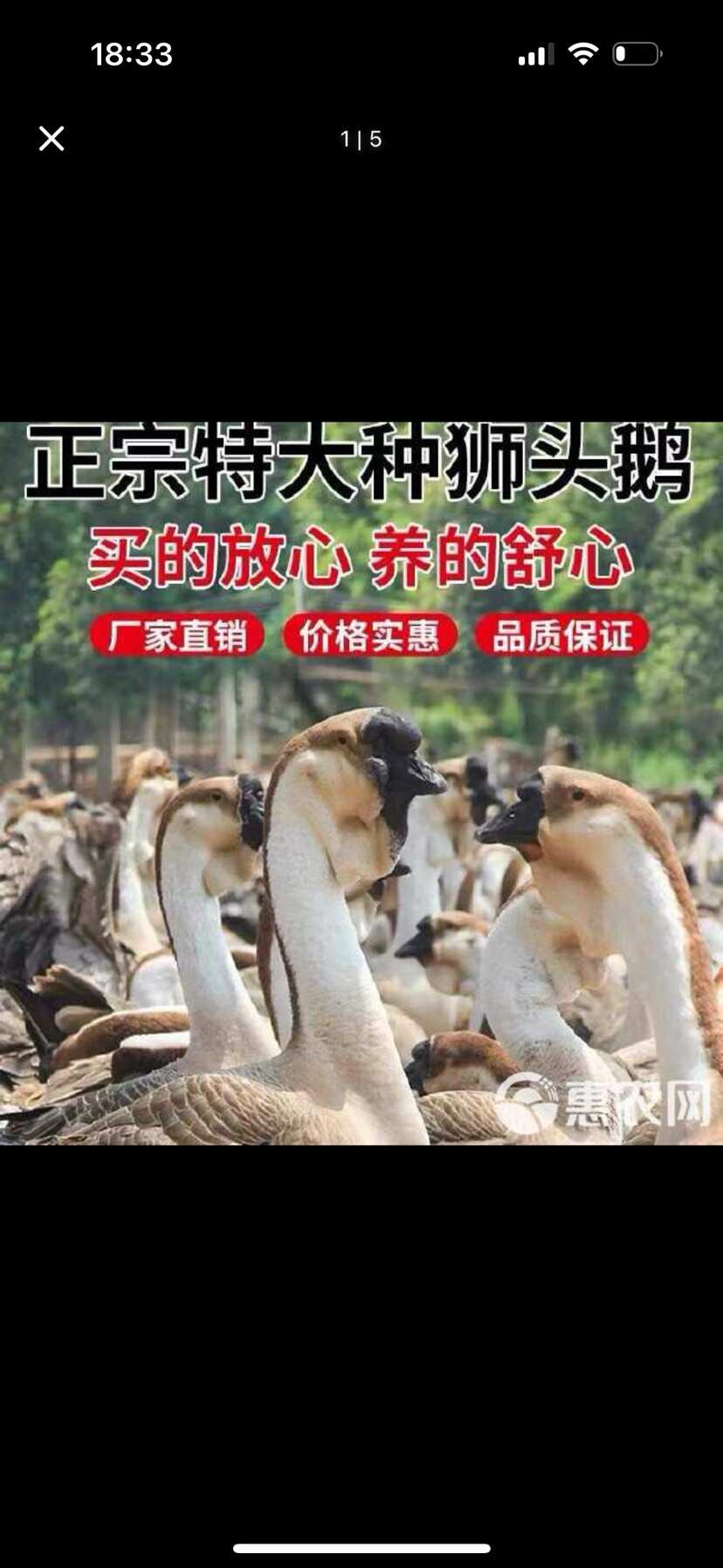 狮头鹅