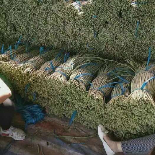 莘县山东莘县长豆角大量上市