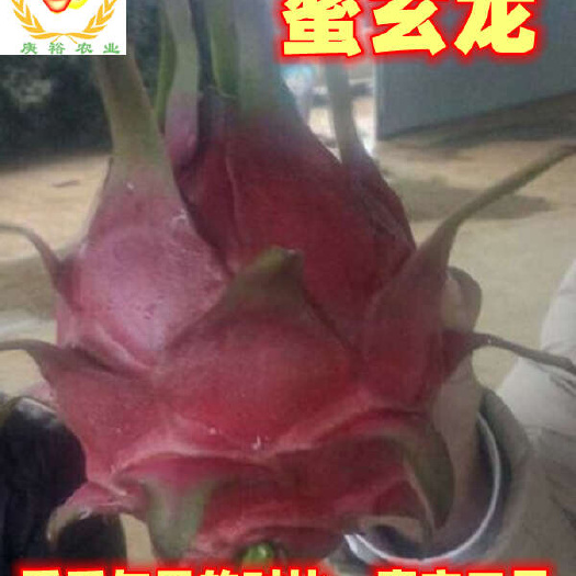 蜜玄龙火龙果苗，蜜玄龙二号，亩产4吨，果大，抗病强，耐热抗寒