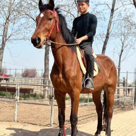 长沙出售温血骑乘大马俱乐部骑乘马景区观赏马枣红色母马温血骟马