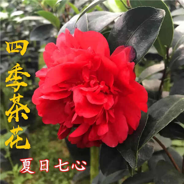 四季茶花盆栽树苗福建龙岩永福镇基地批发价保质保量原盆原土发货