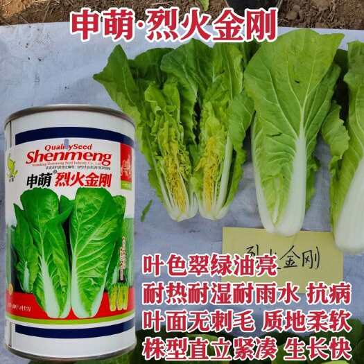 淮安申萌烈火金刚快菜种子耐热小白菜种子耐湿耐雨水抗病翠绿油亮蔬菜