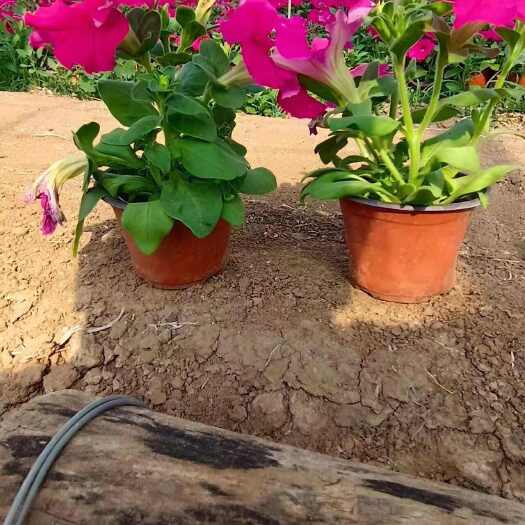 青州市牵牛花