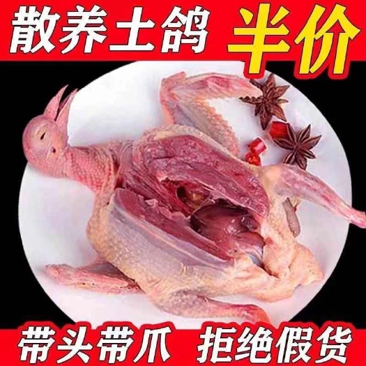 郑州农家散养老鸽子新鲜乳鸽杂粮喂养土鸽子活体现杀肉鸽土鸽元宝鸽