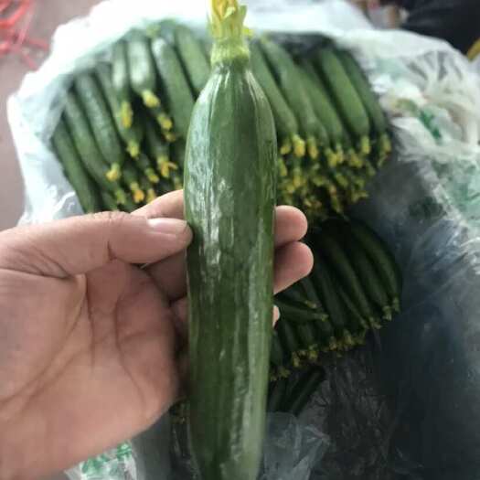 寿光市水果黄瓜