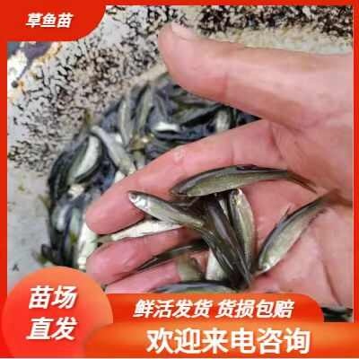 黄冈正真草鱼苗  批发草鱼水花，夏花，