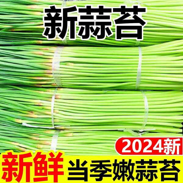 【今年新货】新蒜苔2024新鲜蒜苔嫩蒜苔新鲜批发蒜薹蒜毫当季