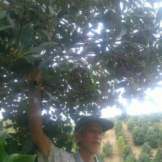 藤县嫁接八角苗正品罗马品种