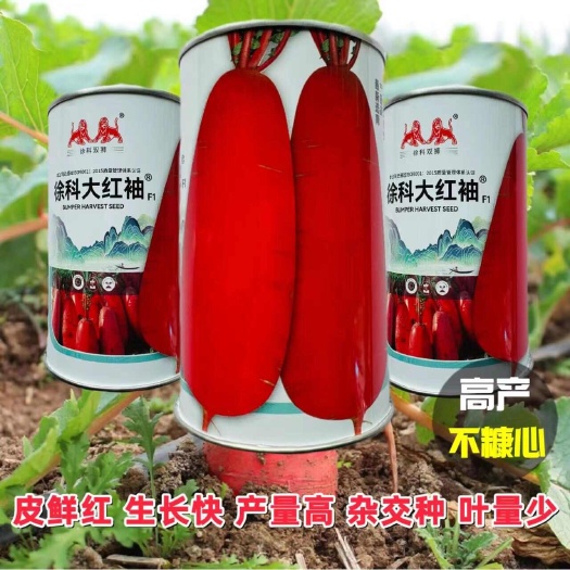 宿迁徐科大红袖红萝卜种子中熟耐热红皮白肉萝卜种子