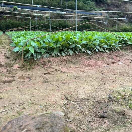 灵山县五指毛桃苗