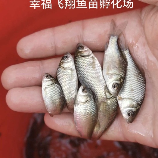 黄冈鲤鱼苗  场地直供  鲤鱼水花，鲤鱼乌子，