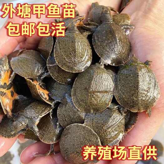 小甲鱼苗鲜活包邮外塘养殖中华鳖水鱼团鱼苗王八苗鳖苗甲鱼苗