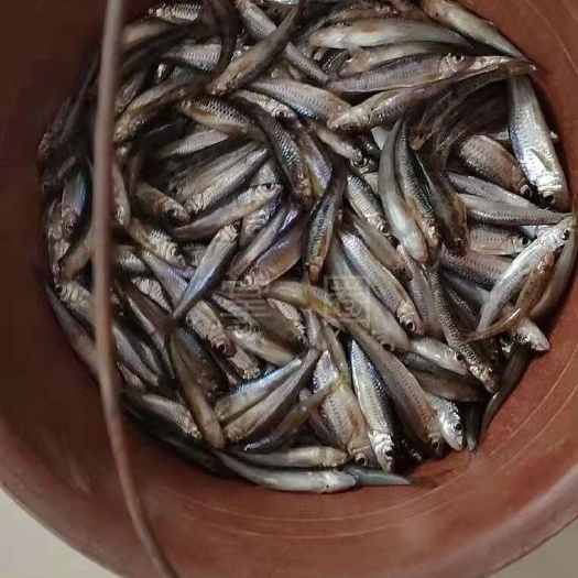 靓眼睛，大眼，沙实鱼，