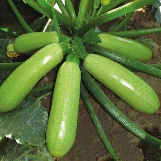 阿湖乡菜葫芦