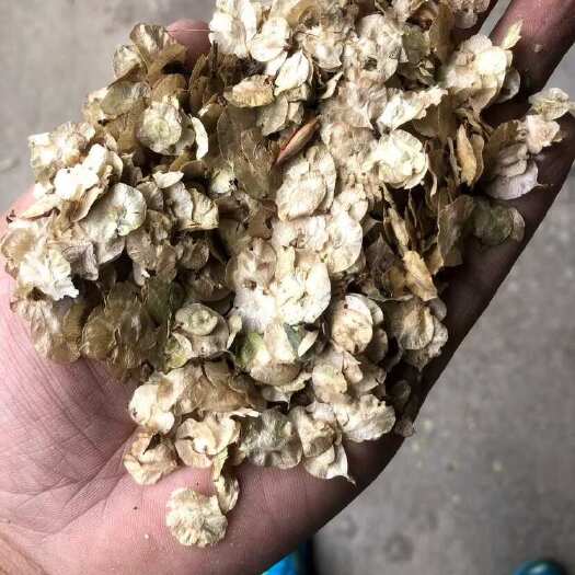 泊头市白榆种子，金叶榆种子当年产新供应