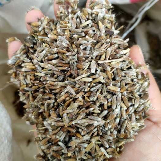 亳州北苍术种子 带朱砂点种子 纯新种子 发芽率有保障