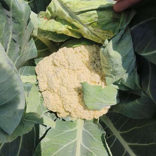 商水县纯白，净根，青梗