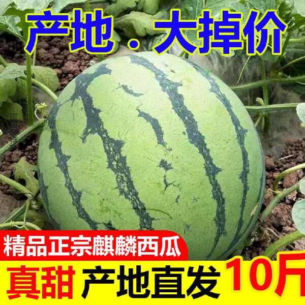 现摘麒麟超甜薄皮8424西瓜应季批发整箱无籽有籽新鲜