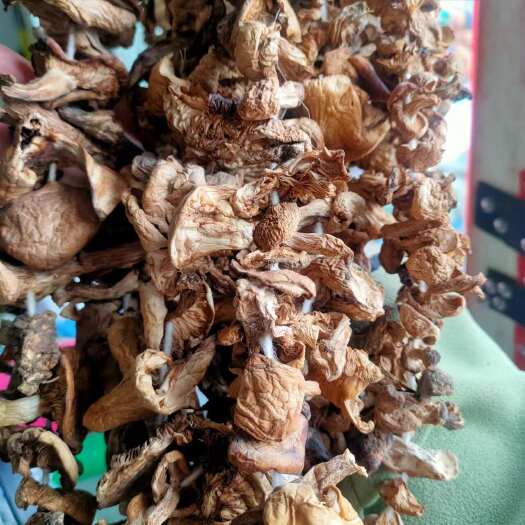 长沙纯野生的草菇