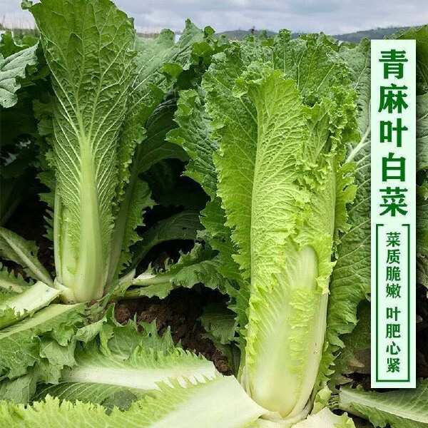 天津青麻叶种子绿大青麻叶直筒形白菜秋季大白菜四季播蔬菜种籽